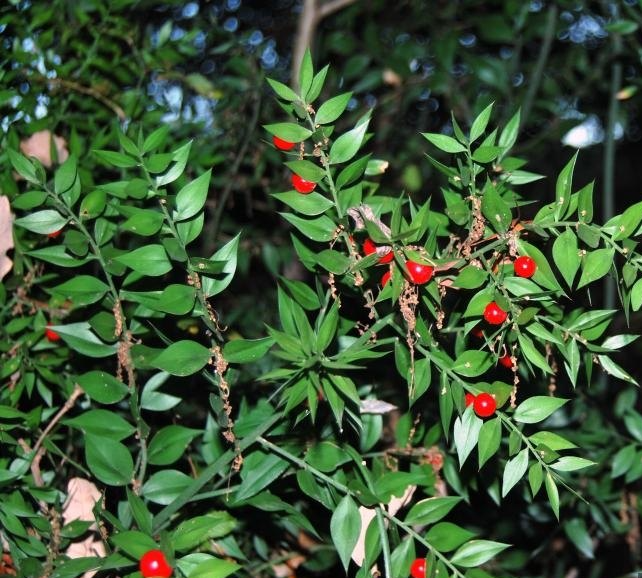 Broom Leaves