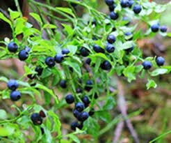 Mulberry Leaves